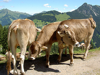 Des vaches