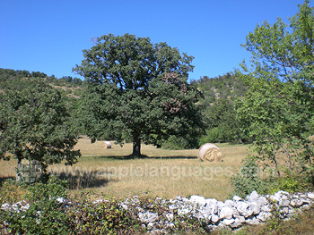 Belle campagne