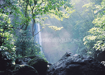 La forêt équatoriale costaricaine