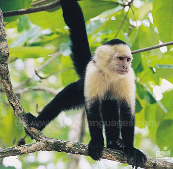 Un singe dans la forêt équatoriale