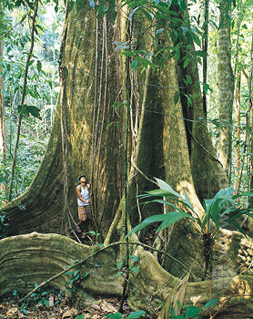 La forêt équatoriale immaculée