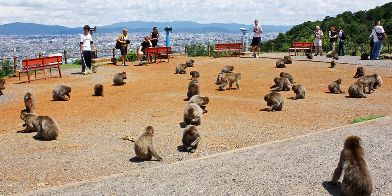 Visite du parc des singes d'Iwatayama