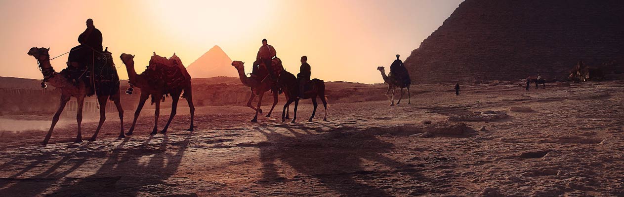 Dromadaires et pyramides au Caire, Égypte